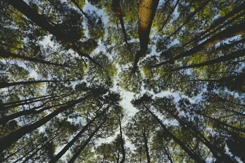 Hutan Pinus Pengger - Paket Instagramable Jogja 2 Hari