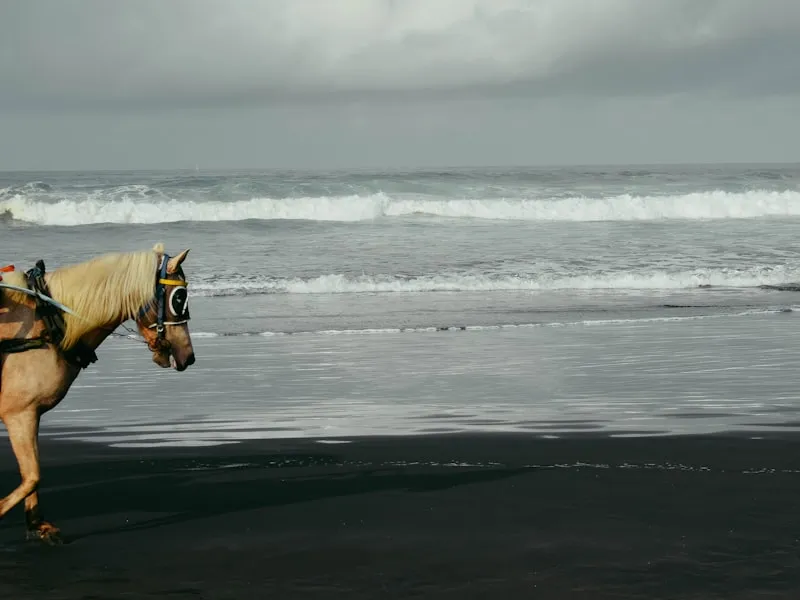 Pantai Parangtritis - Paket Wisata Pantai Selatan Jogja